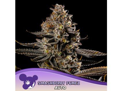 Smashberry Fumez Auto 960x960