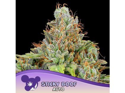 Sticky Boof Auto 960x960
