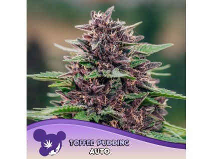 Toffee Pudding Auto 960x960