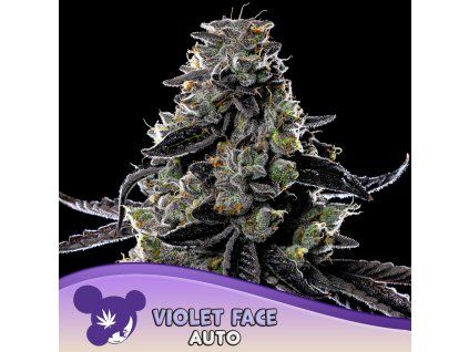 Violet Face Auto 960x960