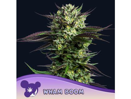 Wham Boom 960x960
