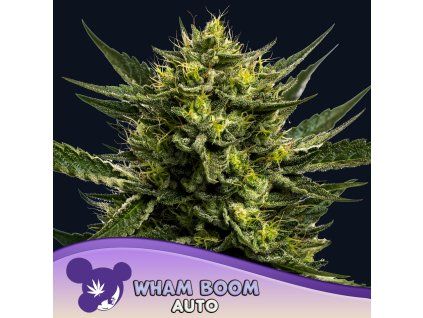 Wham Boom Auto 960x960