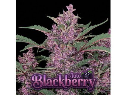blackberry auto