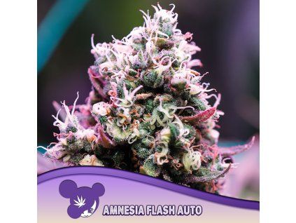 Amnesia Flash Auto 960x960