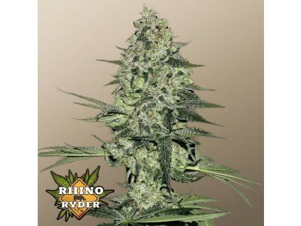 rhino ryder auto 3