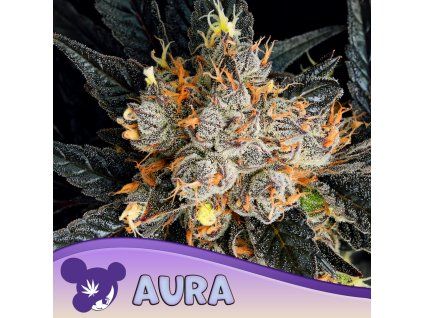 Aura 960x960