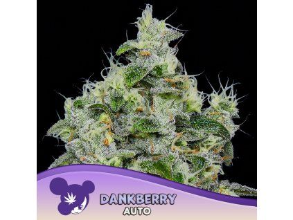 Dankberry Auto 960x960