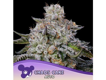 Chaos Cake Auto 960x960