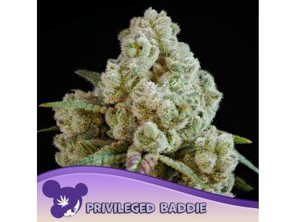 Privileged Baddie 960x960