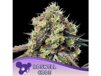 Roswell Code 960x960