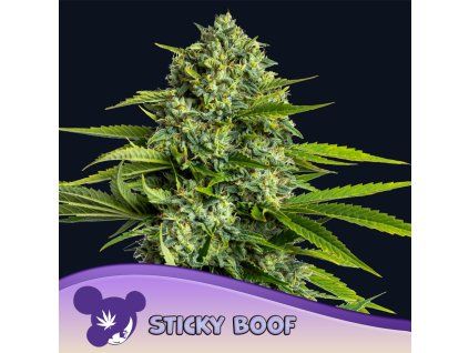 Sticky Boof 960x960