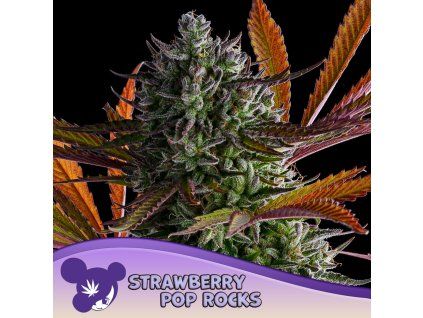 Strawberry Pop Rocks 960x960