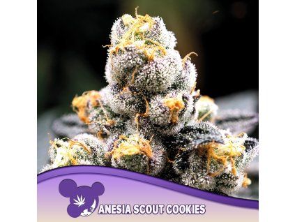 Anesia Scout Cookies 960x960