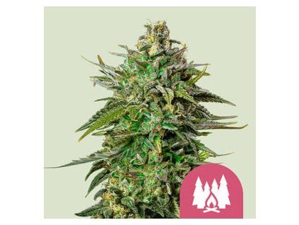 5500 larry og