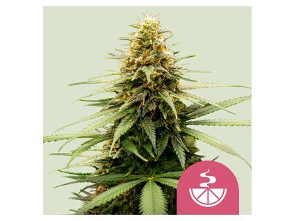 5503 lemon skunk