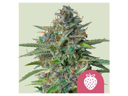 5515 strawberry cough