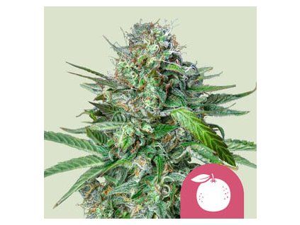 5518 tangie