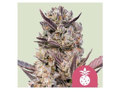 5524 tropicana cookies purple