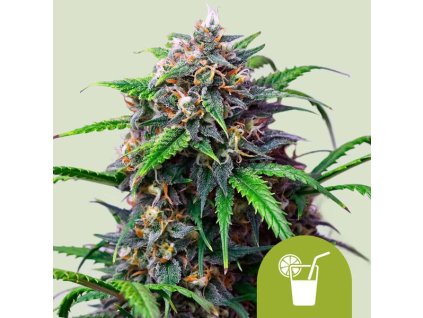 purple lemonade automatic