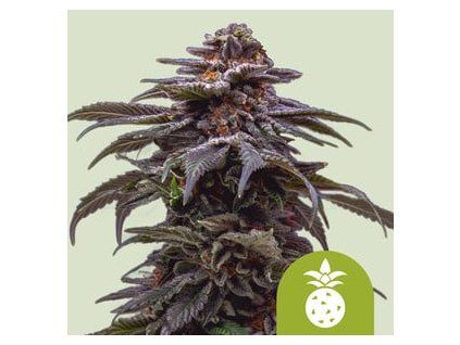 5551 tropicana cookies purple automatic