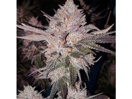 OG Kush Auto ethos genethics