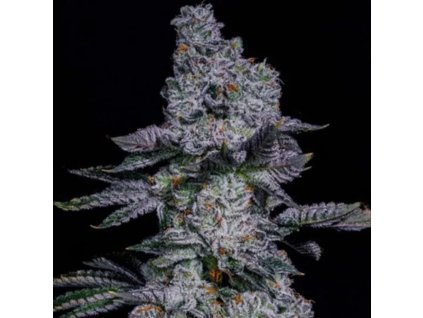 Pineapple Runtz Auto ethos genethics