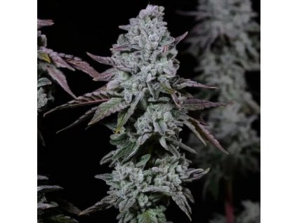 Banana Daddy IBL Auto ethos genethics