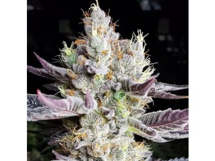 BooBerry CookiesRBX ethos genethics