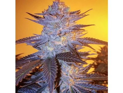 Orange Velvet Underground RBX ethos genethics