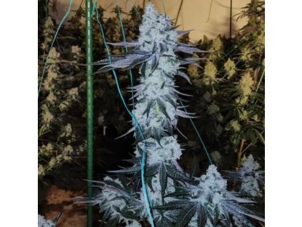 All The Sauces R1 genethics