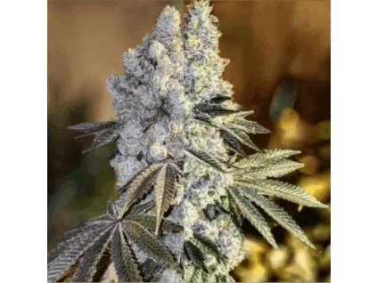 Gen 1 Duet Mix Pack Ethos genethics