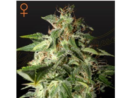 Afgooey Green House Seeds