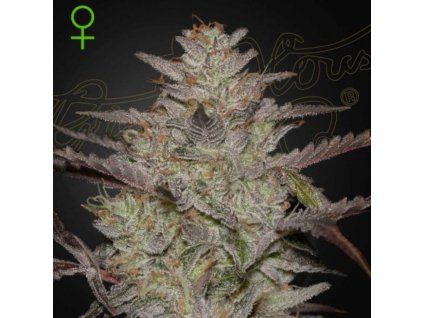 AlienZ Auto Green House Seeds