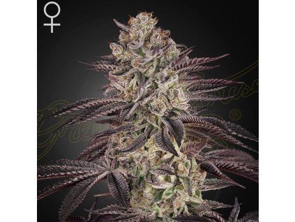 Biscotti Auto Green House Seeds