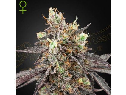 Gelato #41 x Gelato #41