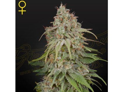 GH Amnesia Green House Seeds