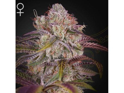 Gran Jefa green house seeds