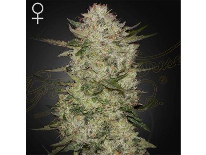 HighCloudZ Auto green house seeds