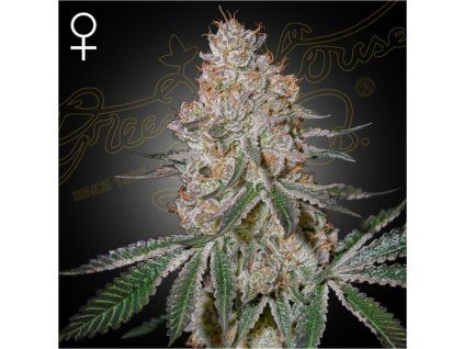 HighCloudZ green house seeds