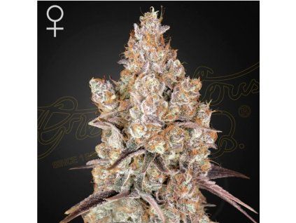 Holy Snow green house seeds