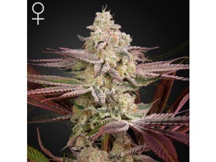 Chemical Bride green house seeds