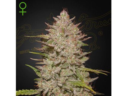 Chemical Candy Auto green house seeds