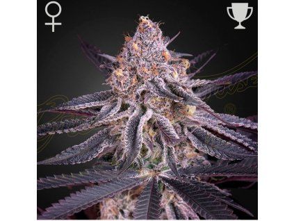 Kings Juice green house seeds
