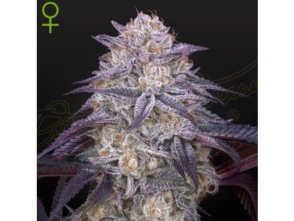 Kings Juice Auto green house seeds