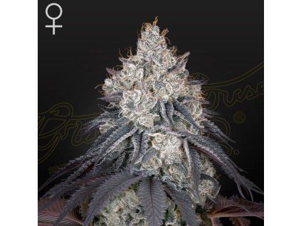 Lemon Orange green house seeds