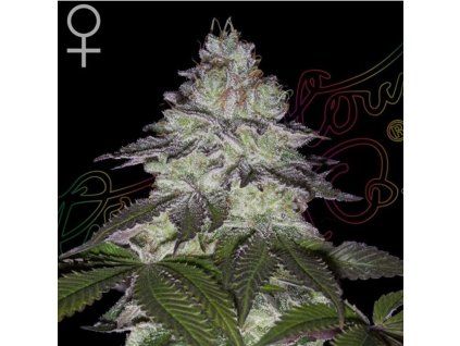 Milky Dreams green house seeds