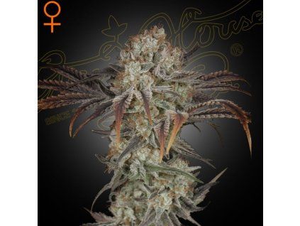 money maker green house seeds