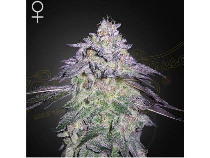 Nori Cake Green House Seeds