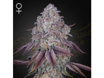 Persian Pie Green House Seeds