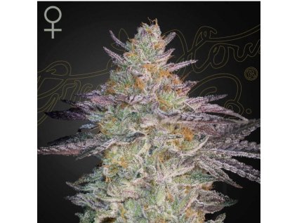 Super Lemon Haze x GMO